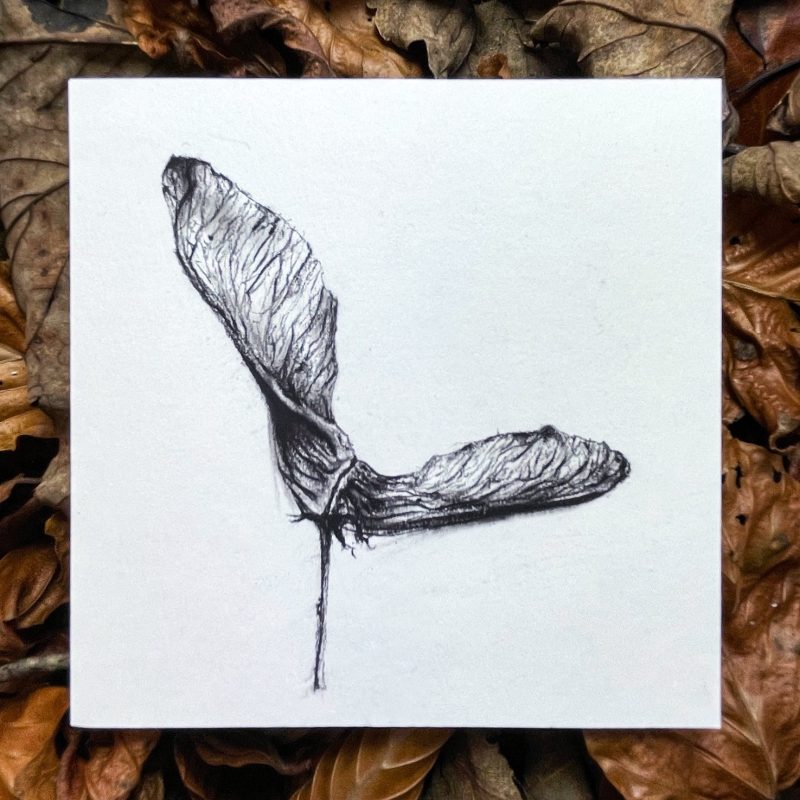 Sycamore Seed